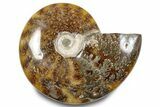 Polished Ammonite (Cleoniceras) Fossil - Madagascar #283319-1